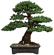 Bonsai 2