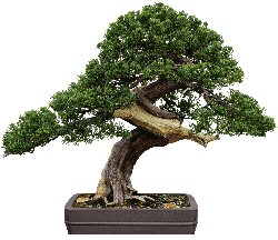 Bonsai 3